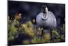 Nene on Hawaii Island Coast-Paul Souders-Mounted Photographic Print