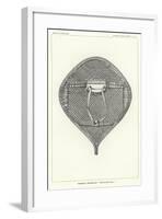 Nenenot Snowshoe - 'Swallow-Tail'-null-Framed Giclee Print