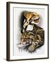 Neofelis Nebulosa-Barbara Keith-Framed Giclee Print