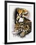 Neofelis Nebulosa-Barbara Keith-Framed Giclee Print