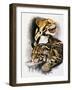 Neofelis Nebulosa-Barbara Keith-Framed Giclee Print