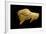 Neolithic Ivory Bison-null-Framed Photographic Print