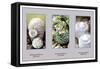 Neomammillaria Plumosa-null-Framed Stretched Canvas