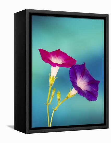 Neon colors of morning glory-Darrell Gulin-Framed Stretched Canvas