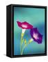 Neon colors of morning glory-Darrell Gulin-Framed Stretched Canvas