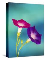 Neon colors of morning glory-Darrell Gulin-Stretched Canvas