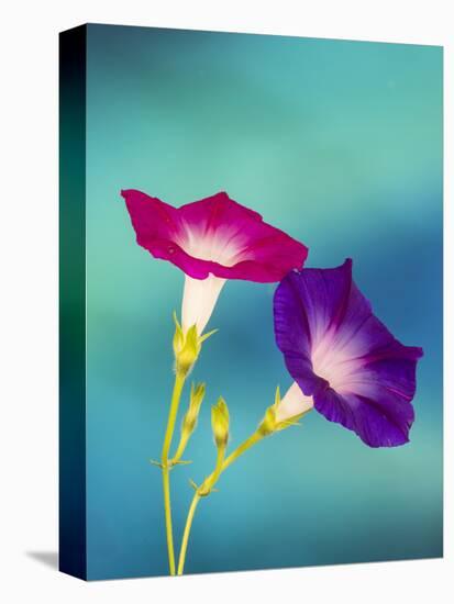 Neon colors of morning glory-Darrell Gulin-Stretched Canvas