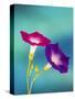 Neon colors of morning glory-Darrell Gulin-Stretched Canvas