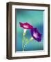 Neon colors of morning glory-Darrell Gulin-Framed Photographic Print