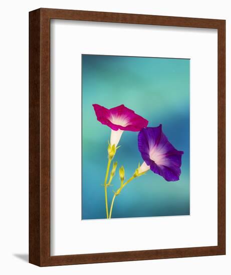 Neon colors of morning glory-Darrell Gulin-Framed Photographic Print