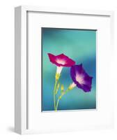 Neon colors of morning glory-Darrell Gulin-Framed Photographic Print