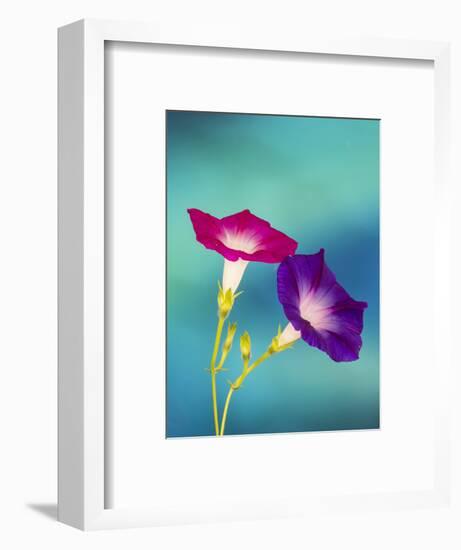 Neon colors of morning glory-Darrell Gulin-Framed Photographic Print