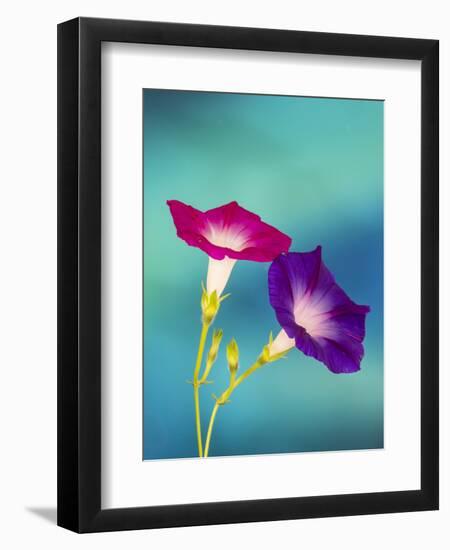 Neon colors of morning glory-Darrell Gulin-Framed Photographic Print