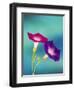 Neon colors of morning glory-Darrell Gulin-Framed Photographic Print