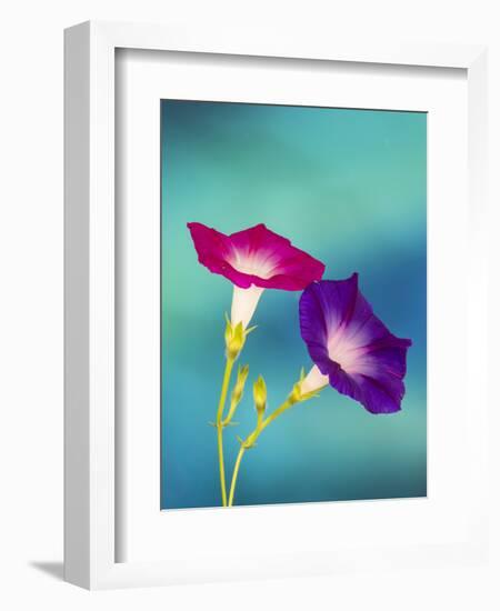 Neon colors of morning glory-Darrell Gulin-Framed Photographic Print