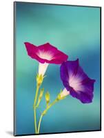 Neon colors of morning glory-Darrell Gulin-Mounted Photographic Print