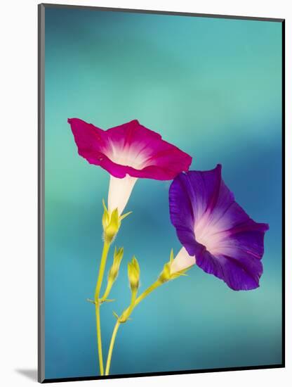 Neon colors of morning glory-Darrell Gulin-Mounted Photographic Print