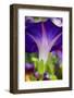 Neon colors of morning glory-Darrell Gulin-Framed Photographic Print