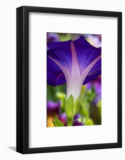 Neon colors of morning glory-Darrell Gulin-Framed Photographic Print