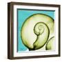 Neon Moonsnail-Albert Koetsier-Framed Art Print