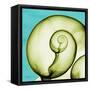 Neon Moonsnail-Albert Koetsier-Framed Stretched Canvas