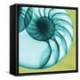 Neon Nautilus-Albert Koetsier-Framed Stretched Canvas