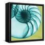 Neon Nautilus-Albert Koetsier-Framed Stretched Canvas