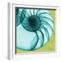 Neon Nautilus-Albert Koetsier-Framed Art Print