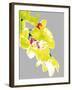 Neon Orchid I-Sukhanlee-Framed Giclee Print