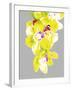 Neon Orchid II-Sukhanlee-Framed Giclee Print