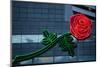 Neon rose, Waterfront Park, Portland, Oregon, USA-Panoramic Images-Mounted Photographic Print