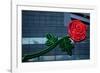 Neon rose, Waterfront Park, Portland, Oregon, USA-Panoramic Images-Framed Photographic Print