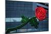 Neon rose, Waterfront Park, Portland, Oregon, USA-Panoramic Images-Mounted Photographic Print