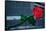 Neon rose, Waterfront Park, Portland, Oregon, USA-Panoramic Images-Framed Stretched Canvas