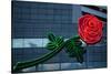 Neon rose, Waterfront Park, Portland, Oregon, USA-Panoramic Images-Stretched Canvas