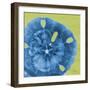 Neon Sand Dollar-Albert Koetsier-Framed Premium Giclee Print