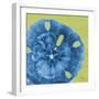 Neon Sand Dollar-Albert Koetsier-Framed Premium Giclee Print