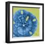 Neon Sand Dollar-Albert Koetsier-Framed Art Print