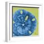 Neon Sand Dollar-Albert Koetsier-Framed Art Print