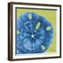 Neon Sand Dollar-Albert Koetsier-Framed Art Print