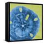 Neon Sand Dollar-Albert Koetsier-Framed Stretched Canvas