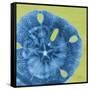 Neon Sand Dollar-Albert Koetsier-Framed Stretched Canvas