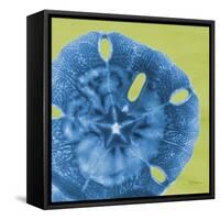 Neon Sand Dollar-Albert Koetsier-Framed Stretched Canvas