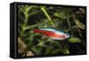 Neon Tetra Blackwater Rivers-null-Framed Stretched Canvas