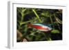 Neon Tetra Blackwater Rivers-null-Framed Photographic Print