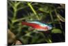 Neon Tetra Blackwater Rivers-null-Mounted Photographic Print