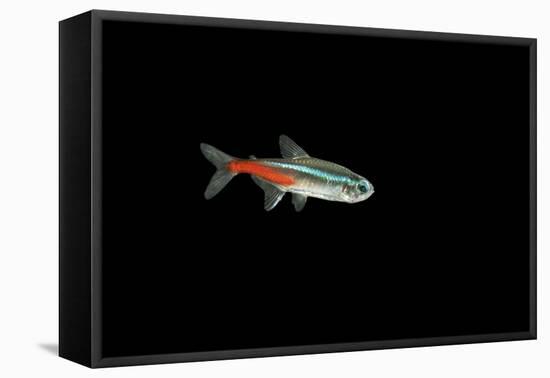 Neon Tetra Fish-null-Framed Stretched Canvas