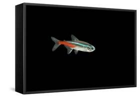 Neon Tetra Fish-null-Framed Stretched Canvas