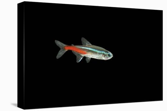 Neon Tetra Fish-null-Stretched Canvas