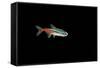 Neon Tetra Fish-null-Framed Stretched Canvas